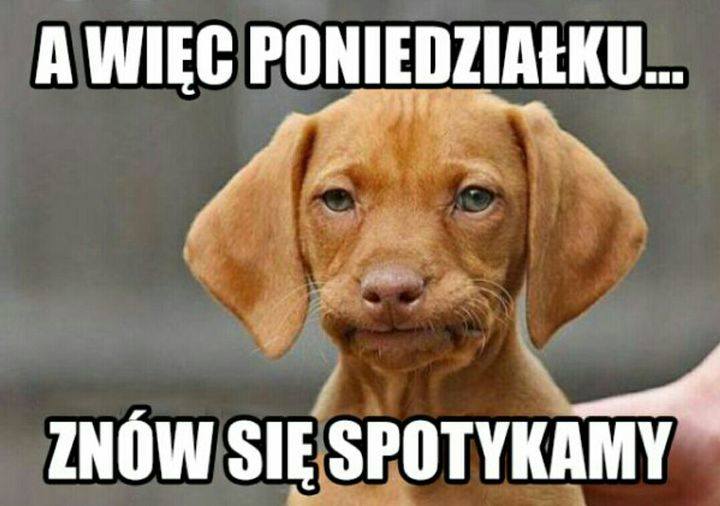 Brązowy piesek a więc poniedziałek